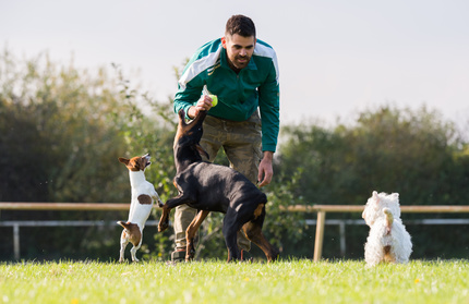 Kurs trener szkolenia psów online